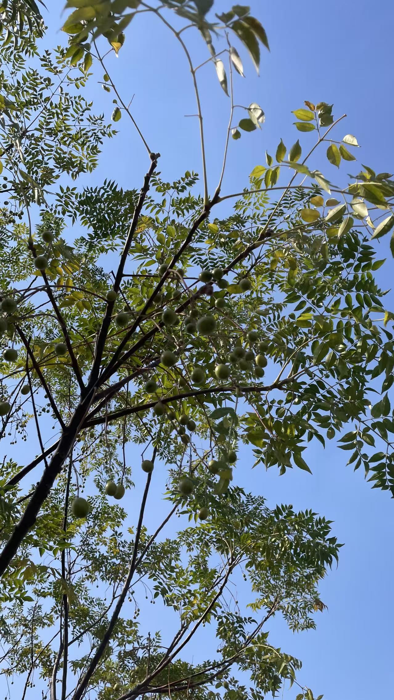 江西苦楝
